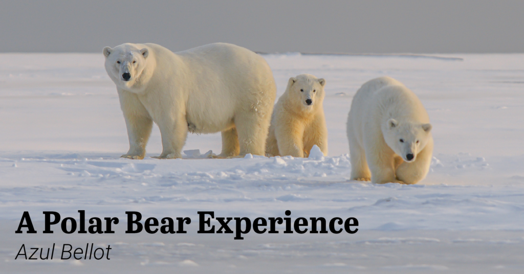 A Polar Bear Experience - Center for Engaged Learning